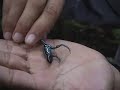 Frogs, Bugs & Spiders in the Amazon