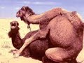 People Who Love Giraffes Who Love Giraffes (The Song)