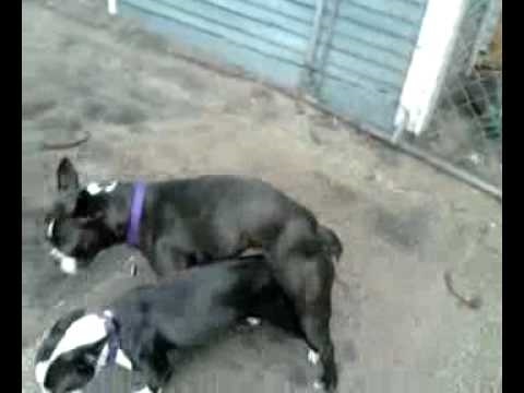 köpek sikisi - This video was uploaded from an Android phone.