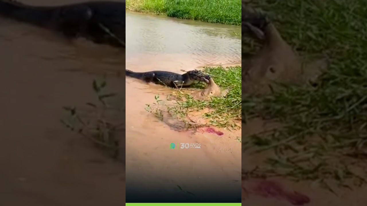Jacaré e arraia entram em combate no Pantanal