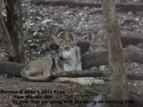 Gray Wolves