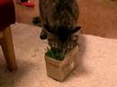 cat the oat junkie (not catnip..)