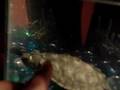 I-LOVE-TURTLES