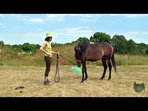 Les jeux de confiance en vidéo