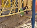 Day at the Park