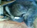 Pastor Alemán contra gato Pastor Alemán contra gato