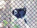 Monkey talking to bird at Los Angeles Zoo