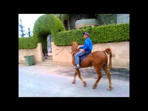 حصان - اجمل حصان في الشمال.