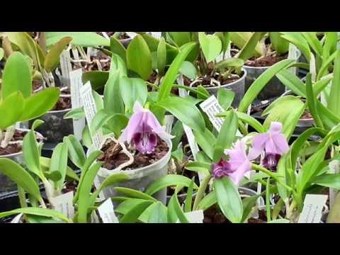 Orchideen Arten: Laelia dayana