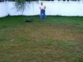 videos de XTM Grizzly 1/5 Scale 27CC Monster Truck Jumping