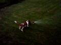 Basset Hound video