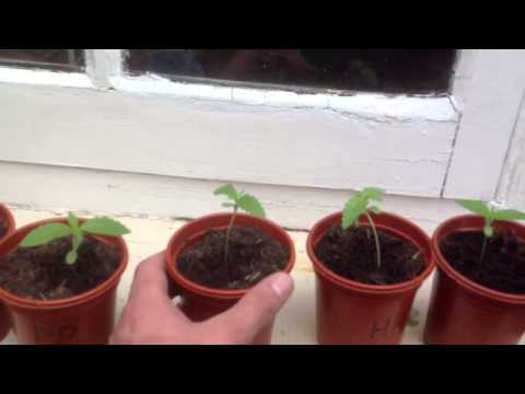 how to grow mmj outdoors