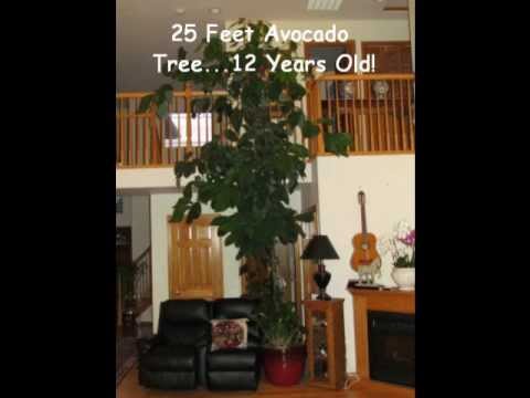 how to transplant bird of paradise