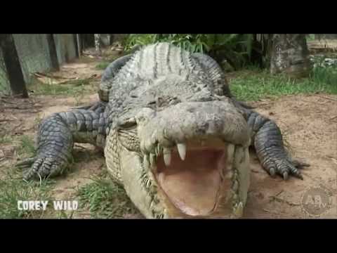 YouTube reptile video