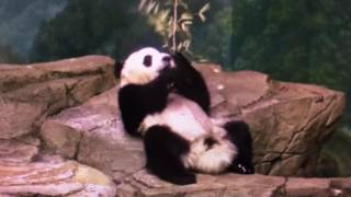 Smithsonian National Zoo