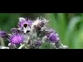 hommel, bumblebee