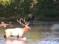 Elk in a TIZZY in Estes Park, Colorado