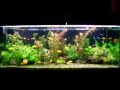 Meu aquário : Plantado doce de 130 cm de largura , 50 cm de altura x 50 cm de profundidade, provido de gaz carbonico em cilindro com cilindro reserva, difusor, conjunto de 6 lampadas especiais, conjunto de testes da água, camada fértil, bomba especifica e limpeza da água processada com ultravioleta, medidor digital de temperatura  e alimentação automática superior por timer. Peixes: 5 Acarás disco, 20 mixiricas, 15 platis, 50 neons, 2 bejoqueiros, 2 limpavidros e 5 molinésias, 2 dálmata, totalizando 101 peixes. Local da instalação: sala de visita. Este projeto especial montado sobre armário de 4 portas na cor tabaco, desenvolvido para mim pela Petshop No Ar . Site: www.petshopnoar.com.br 