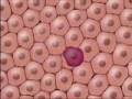Critical Analysis of Hulda Clarks Cure for all deceases - part 3