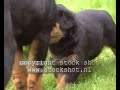 Rottweiler pups