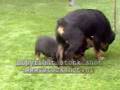 Rottweiler pups