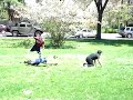 Battle Mexicans/Cops