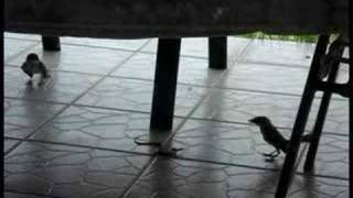 Bird vs Snake