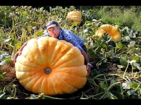 how to grow qld blue pumpkin