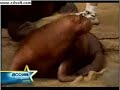 Younger  goes to the Zoo