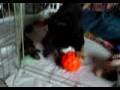 videos de Skye Movie 2008-12-02 foodball2