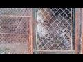 Cheetah Treatment