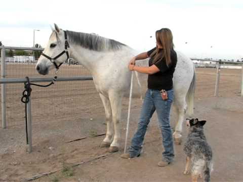 how to measure height of a horse
