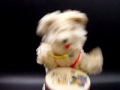 Vintage ALPS Drumming Bear Windup Tin Toy