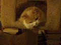 YoYoMa kitty YoYoMa kitty