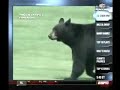 Urso e Viado invadem campo Urso e Viado invadem campo