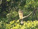 Hawk,drunkard Hawk,drunkard