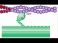 This is a song that is totally original, to help students learn the sliding-filament model aka the cross-bridge cycle, of how sarcomere's contract. The only parts of this song that are not original are the pictures, which I have edited to fit together well for the purpose of this lesson. The lyrics are as follows: Myosin is thick and actin is thin each of these things are called myofilaments actin is a thin fila-ment-myosin-is-thick hope you got that down, now listen real quick. Myosin has these things called myosin heads they attatch to actin and they pull that thin thread (actin) First the binding site on actin's gotta be free gotta get this thing called tropomyosin to kindly move please Ya see, tropomyosin has a friend the name is troponin they're attached till the end let troponin bind to calcium and then you will see tropomyosin will move and set the binding site free , now that tropomyosin is out of the way myosin can bind to actin today , Now that their bound learn how do they act. How does ATP help to make the muscles contract Myosin is thick and actin is thin each of these things are called myofilaments actin is a thin fila-ment-myosin-is-thick Sit 'em down Brown, and tell 'em real quick. At first, the head has phosphate and ADP then you drop the phosphate, and what will it be? the power stroke happens, and the actin get's pulled this is part of the contraction, let the story unfold Along comes our molecule used for energy of course you know I''m talking bout ATP <b>...</b>