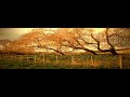 Beat_Trees2.wmv