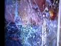 videos de Robert Kilroy - Silks   Bush-tukka trial