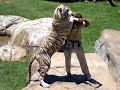 Bengel Tiger, Oudtshoorn, South Africa