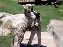 Bengel Tiger, Oudtshoorn, South Africa