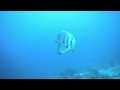 Batfish