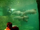Feeding Manatees Feeding Manatees