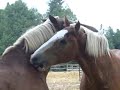 Mackinac Island Music Video (shire theme) many horses.. Mackinac Island Music Video (shire theme) many horses..