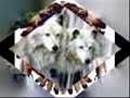 Hungry like the wolf