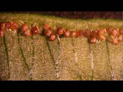 how to care for pteris fern