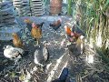 Curious Gallus gallus