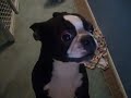 Crazy Boston Terrier