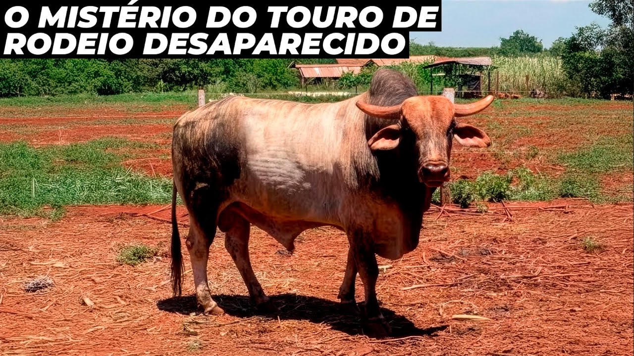 Touro premiado de 50 mil reais desaparece misteriosamente