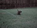 Daschund vs. Garden Hose